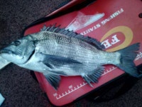 영도 반도보라 ttp