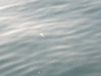아쉬운 대변 바다