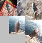 거제 남부 벵에