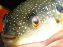 여수도보로 벵에돔 다녀 왔어요..