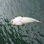 다대포 내만권 몰운대 다녀왔습니다.