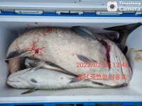 3/3일(목)밤12시 울진 죽변항 왕대구지깅낚시 출조 예약중,,