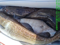 12/7일(수)밤12시 울진 죽변항 왕대구지깅낚시 출조 예약중,,