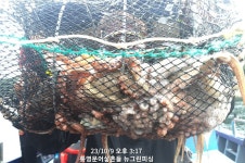 왕돌문어 키로급씨알~돌문어밭 직항~통영(국치마을) 뉴그린호 (예약가능)
