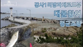 강사1리방파제 전경 .... 대물황어
