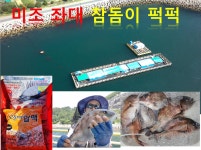 미조 고등어 참돔이 퍽퍽 합니다