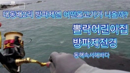 대동배2리방파제엔 어떤고기가 나올까