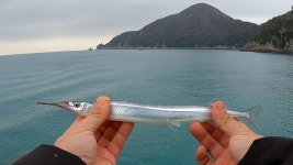 학꽁치 나오고 화장실 있고 차박 가능하고 조용한 방파제