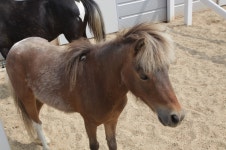 승마장 갤러리>승마장>안전생활>영광군청