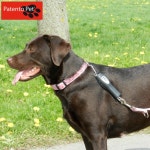 이라운드몰 글로벌이커머스 [쿠치올로] 인조가죽 입마개 (S)