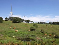 맹동산삼의목장 - 영양문화관광 축제갤러리