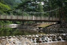 금강소나무생태경영림 구름다리 - 영양문화관광 축제갤러리