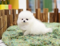 [주세요닷컴] 강아지 분양 - 포메라니안 분양합니다~ ♥세상 이쁜 포메라니안♥ 분양합니다. 강아지무료분양 유기견무료분양 주세요닷컴