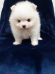 [주세요닷컴] 강아지 분양 - 포메라니안 분양합니다~ 화이트포메라니안 분양드립니다. 강아지무료분양 유기견무료분양 주세요닷컴