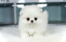 강아지분양 포메라니안 분양, 강아지분양포털 주세요닷컴 No1095298