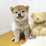 강아지분양 시바견 분양, 강아지분양포털 주세요닷컴 No1095970