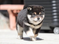 강아지분양 시바견 분양, 강아지분양포털 주세요닷컴 No1095495