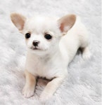 강아지분양 치와와 분양, 강아지분양포털 주세요닷컴 No1095487