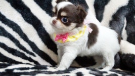 강아지분양 치와와 분양, 강아지분양포털 주세요닷컴 No1095551