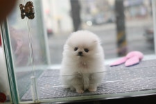 강아지분양 포메라니안 분양, 강아지분양포털 주세요닷컴 No1096067