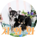 강아지분양 치와와 분양, 강아지분양포털 주세요닷컴 No1096864