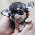 강아지분양 치와와 분양, 강아지분양포털 주세요닷컴 No1098608