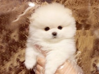 강아지분양 포메라니안 분양, 강아지분양포털 주세요닷컴 No1103162