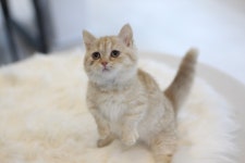 고양이분양 먼치킨 분양, 고양이분양포털 주세요닷컴 No1108327