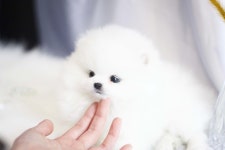 강아지분양 포메라니안 분양, 강아지분양포털 주세요닷컴 No1109929