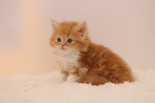 고양이분양 먼치킨 분양, 고양이분양포털 주세요닷컴 No1118013