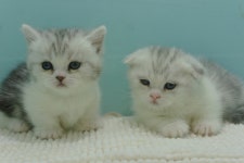 고양이분양 먼치킨 분양, 고양이분양포털 주세요닷컴 No1120837