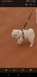 강아지분양 포메라니안 분양, 강아지분양포털 주세요닷컴 No1120380