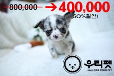 강아지분양 치와와 분양, 강아지분양포털 주세요닷컴 No1121119