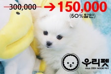 강아지분양 저패니즈스피츠 분양, 강아지분양포털 주세요닷컴 No1121301