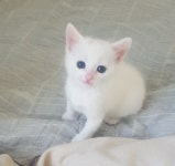 고양이분양 뱅갈 분양, 고양이분양포털 주세요닷컴 No1122216