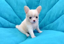 강아지분양 치와와 분양, 강아지분양포털 주세요닷컴 No1123971