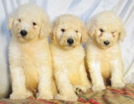 강아지분양 스탠다드 푸들 분양, 강아지분양포털 주세요닷컴 No1125260