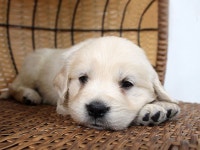 강아지분양 골든리트리버 분양, 강아지분양포털 주세요닷컴 No1126078