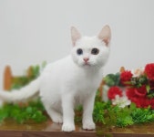 고양이분양 터키쉬 앙고라 분양, 고양이분양포털 주세요닷컴 No1127689