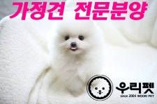강아지분양 포메라니안 분양, 강아지분양포털 주세요닷컴 No1128593