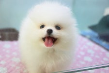 강아지분양 포메라니안 분양, 강아지분양포털 주세요닷컴 No1131392