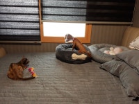 [주세요닷컴] 고양이 무료분양 - 한국 고양이 무료로 드립니다. 한국 고양이 드립니다. 강아지무료분양 유기견무료분양 주세요닷컴