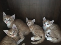 [주세요닷컴] 고양이 무료분양 - 한국 고양이 무료로 드립니다. 한국 고양이 드립니다. 강아지무료분양 유기견무료분양 주세요닷컴