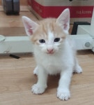 [주세요닷컴] 고양이 무료분양 - 한국 고양이 무료로 드립니다. 한국 고양이 드립니다. 강아지무료분양 유기견무료분양 주세요닷컴