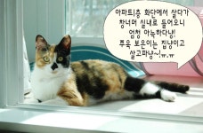 [주세요닷컴] 고양이 무료분양 - 한국 고양이 무료로 드립니다. 한국 고양이 드립니다. 강아지무료분양 유기견무료분양 주세요닷컴