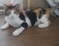 [주세요닷컴] 고양이 무료분양 - 한국 고양이 무료로 드립니다. 한국 고양이 드립니다. 강아지무료분양 유기견무료분양 주세요닷컴
