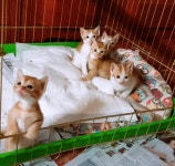 [주세요닷컴] 고양이 무료분양 - 한국 고양이 무료로 드립니다. 한국 고양이 드립니다. 강아지무료분양 유기견무료분양 주세요닷컴