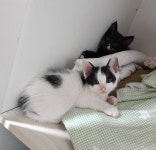 [주세요닷컴] 고양이 무료분양 - 한국 고양이 무료로 드립니다. 한국 고양이 드립니다. 강아지무료분양 유기견무료분양 주세요닷컴