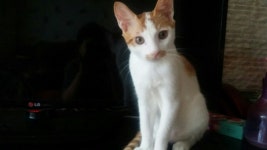 [주세요닷컴] 고양이 무료분양 - 한국 고양이 무료로 드립니다. 한국 고양이 드립니다. 강아지무료분양 유기견무료분양 주세요닷컴