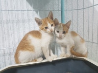 [주세요닷컴] 고양이 무료분양 - 한국 고양이 무료로 드립니다. 한국 고양이 드립니다. 강아지무료분양 유기견무료분양 주세요닷컴